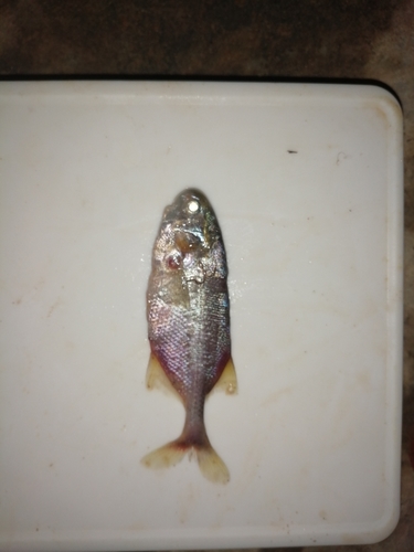 Petrocephalus bovei