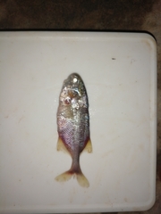 Mormyrid photo 2