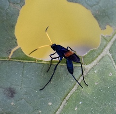 Compsocryptus fasciipennis