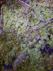 Catharomnion ciliatum