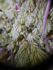 Catharomnion ciliatum