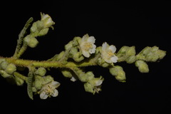 Chamaebatiaria millefolium