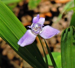 Ennealophus euryandrus