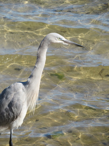 Great Egret × Great Blue Heron photographed in Florida