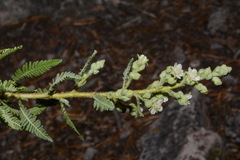 Chamaebatiaria millefolium