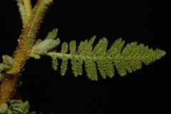 Chamaebatiaria millefolium