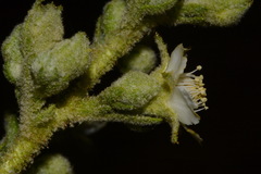 Chamaebatiaria millefolium