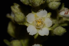 Chamaebatiaria millefolium