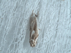 Plectophila micradelpha