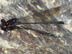Argia tezpi