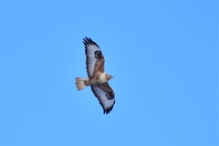 Buteo rufinus
