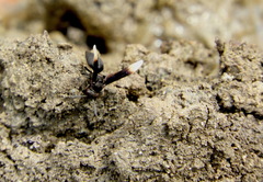 Parachartergus apicalis