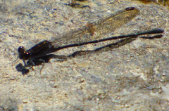 Argia tezpi