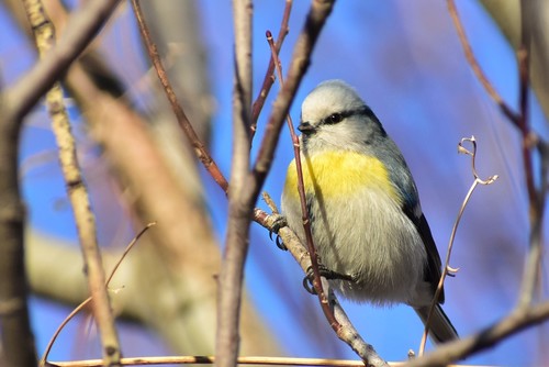 Azure Tit
