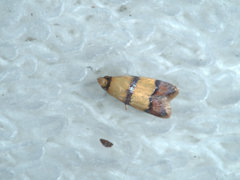 Heteroteucha translatella