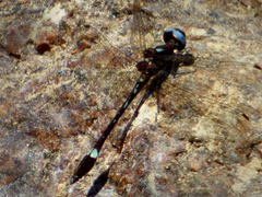 Macrothemis pseudimitans
