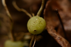 Phyllanthus emblica