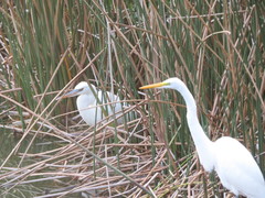 Ardea herodias occidentalis