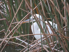 Ardea herodias occidentalis