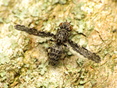 Callopistromyia strigula