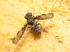 Callopistromyia strigula