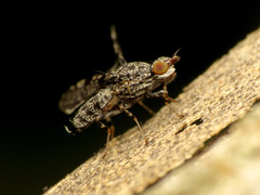 Callopistromyia strigula
