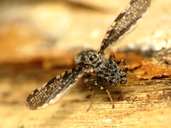 Callopistromyia strigula