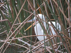 Ardea herodias occidentalis