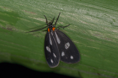 Tithraustes noctiluces