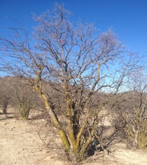 Fouquieria macdougalii
