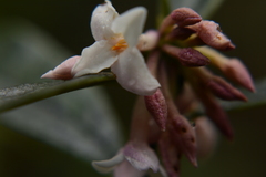 Daphne odora
