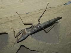 Rhombodera kirbyi
