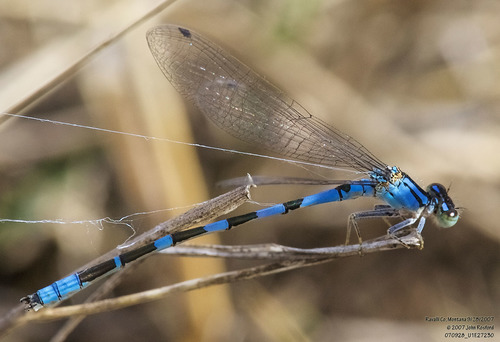 River Bluet photo 5