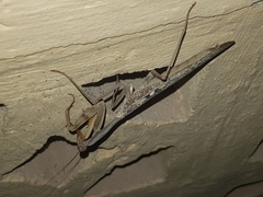 Rhombodera kirbyi