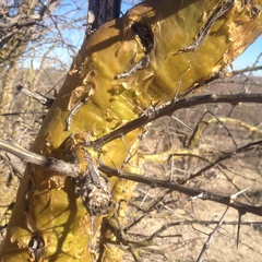 Fouquieria macdougalii