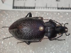 Carabus genei
