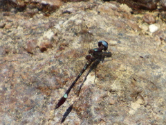 Macrothemis pseudimitans