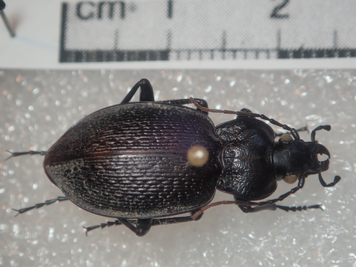 Carabus genei