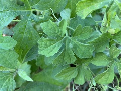 Momordica charantia
