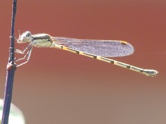 Austrolestes leda