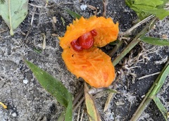 Momordica charantia