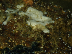 Palaemon intermedius