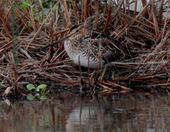 Gallinago hardwickii