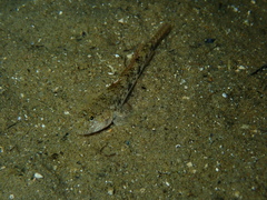 Nesogobius