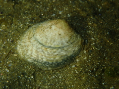 Katelysia rhytiphora