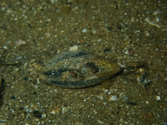 Katelysia rhytiphora