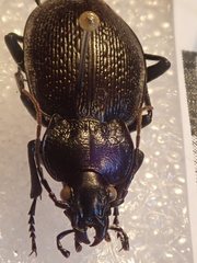 Carabus genei
