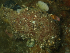 Lipotrapeza vestiens