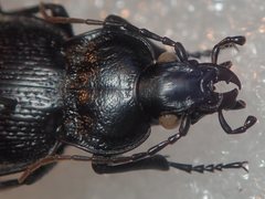 Carabus genei