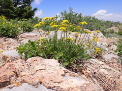 Cymopterus hallii